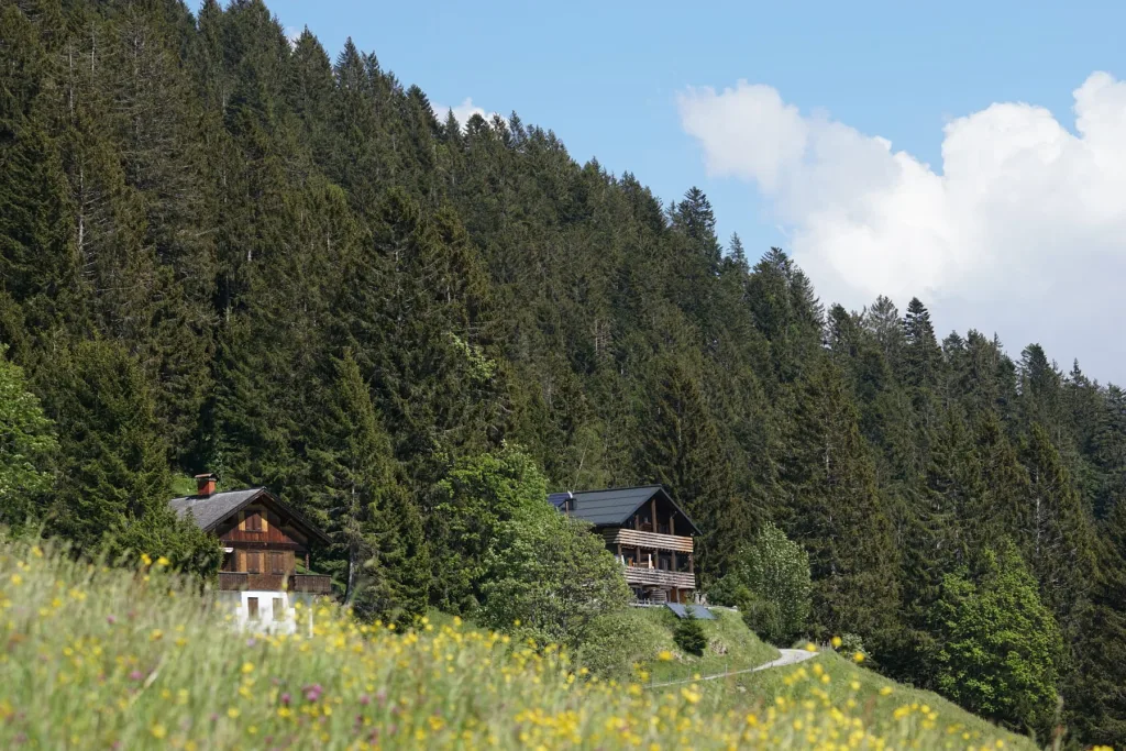 Wald in Liechtenstein