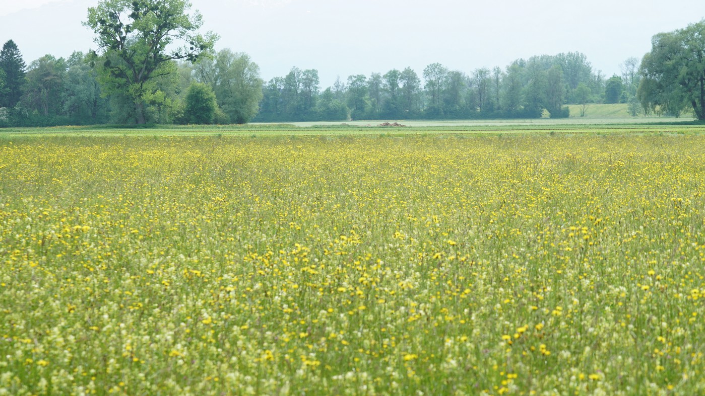 Ruggeller Riet 00187