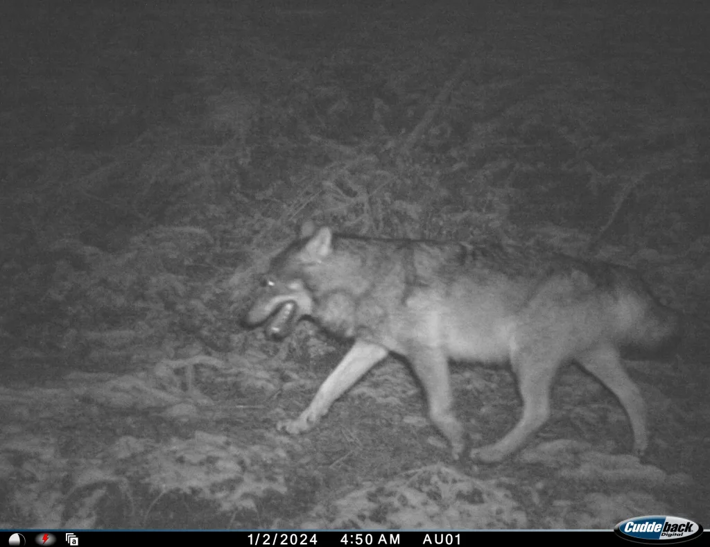 20240201_Wolf_Wildtierkamera_Saminatal