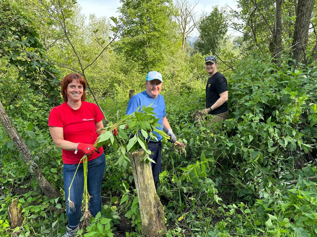 Neophyten-Ausrupfen in Ruggell