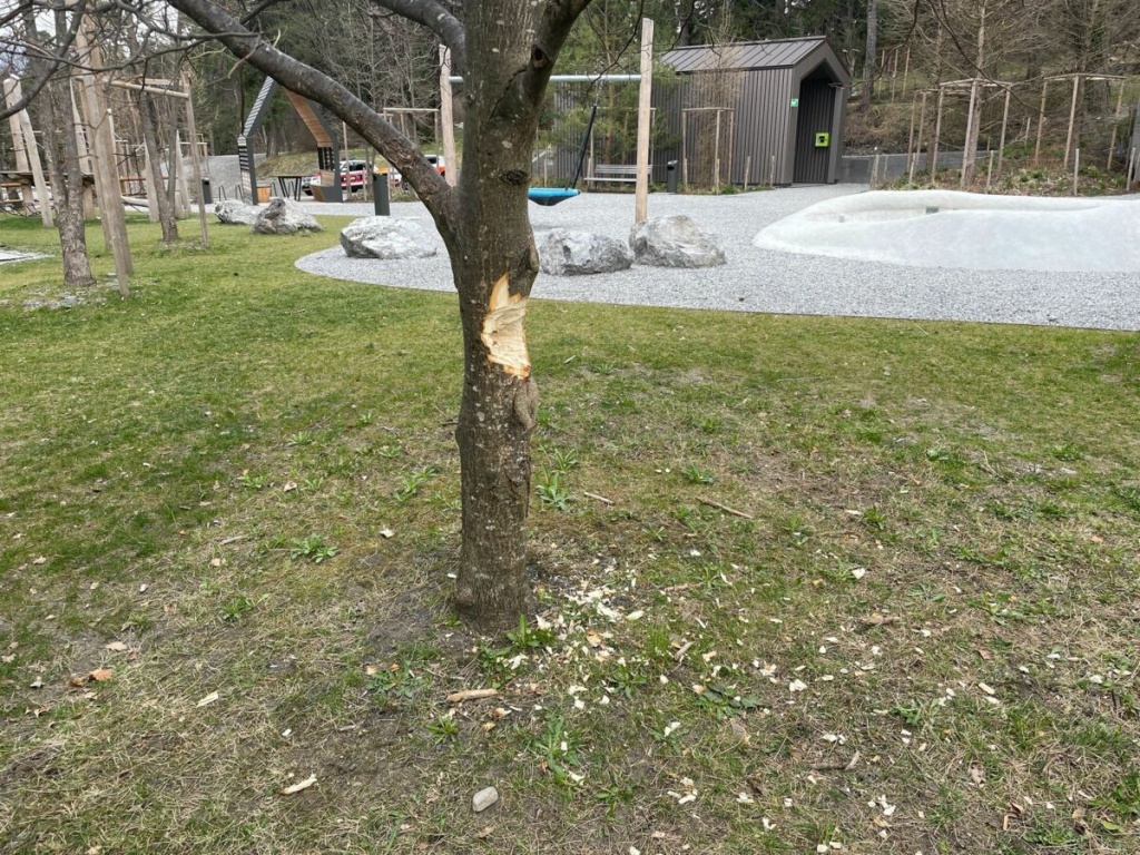 Beschädigter Baum in Vaduz