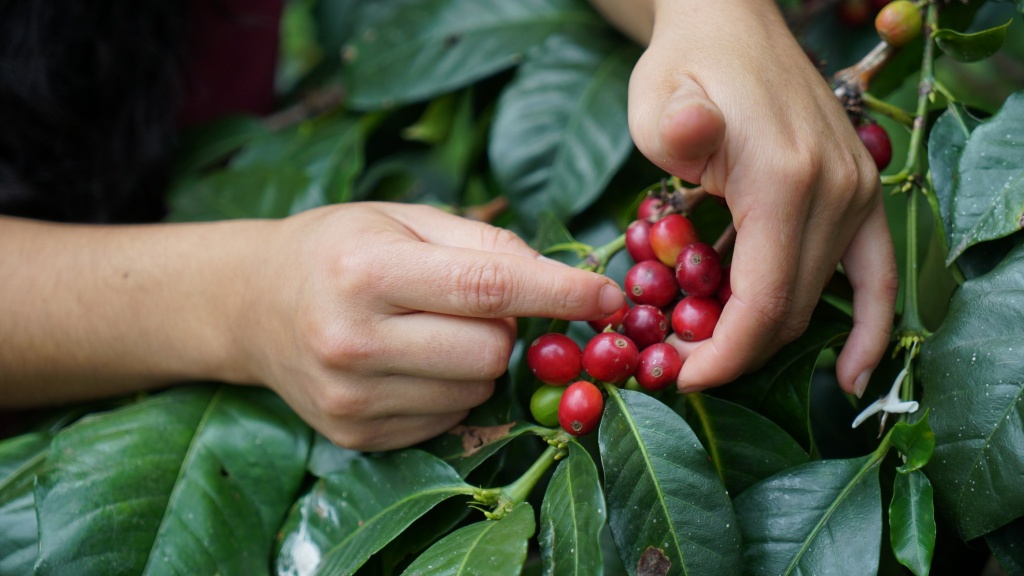 Kaffeebohnen kurz vor der Ernte