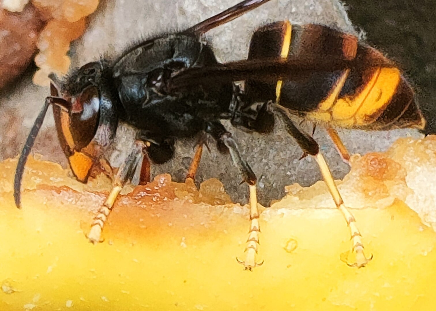 Schweiz erlaubt Biozideinsätze gegen Asiatische Hornisse – Liechtenstein nicht betroffen