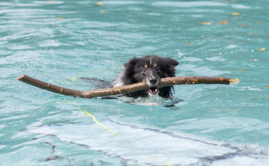 Hund im Wasser