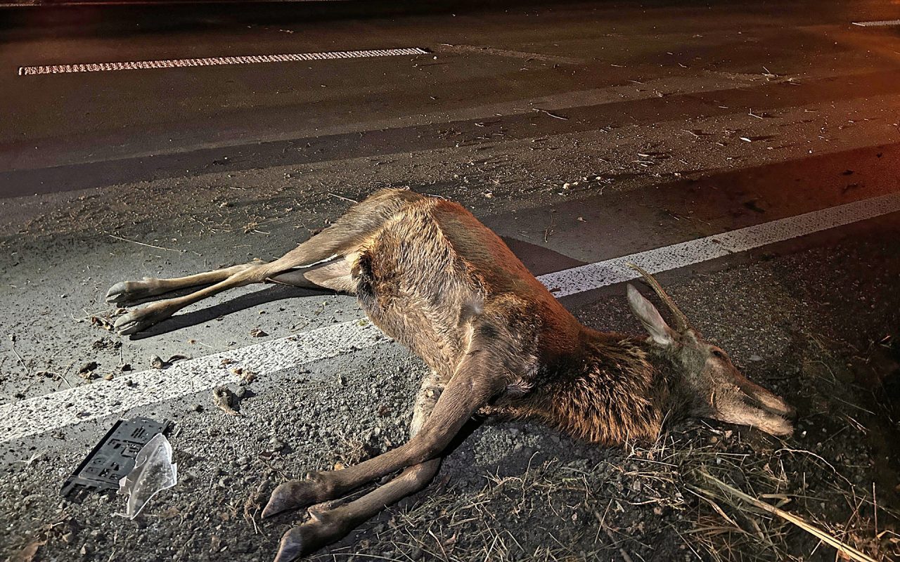 Wildunfall in Nendeln