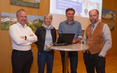 Wolf in Liechtenstein: Experten erklären Situation, Verhalten und Management