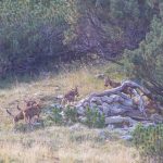 Erstmals ein Wolfsrudel in Liechtenstein bestätigt