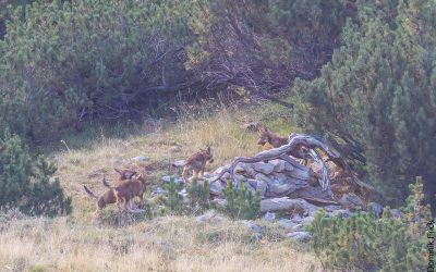 Erstmals ein Wolfsrudel in Liechtenstein bestätigt