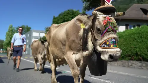 Alpabfahrt Vaduz